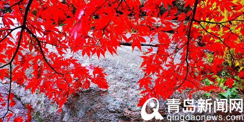 崂山红叶最新消息,崂山红叶最新消息，小巷深处的秘密小店