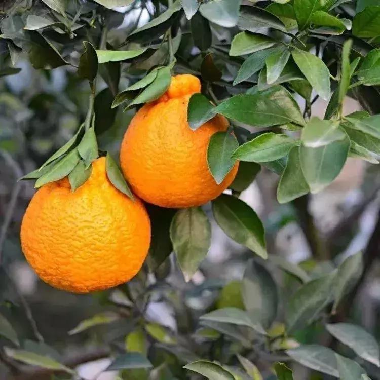 柑橘最新品种大揭秘，尝鲜指南🍊💖