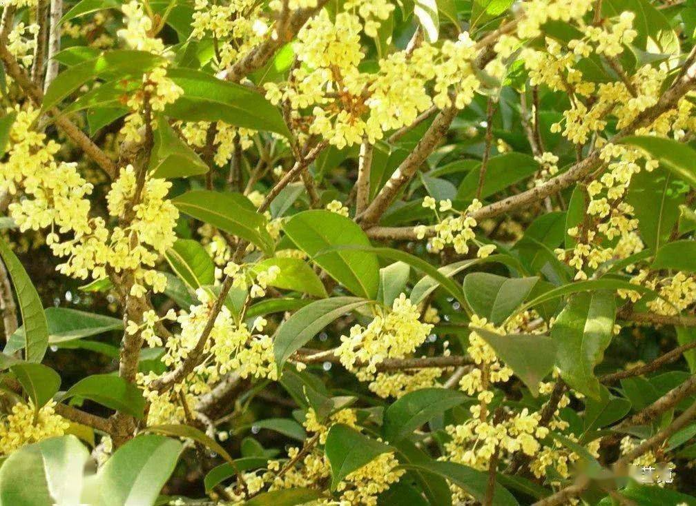 最新桂花交流盛会，探讨桂花文化，共享桂花之美